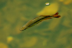 Melanotaenia splendida splendida