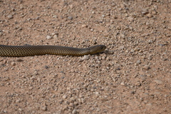 Pseudechis australis