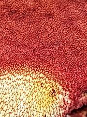 Exsudoporus floridanus