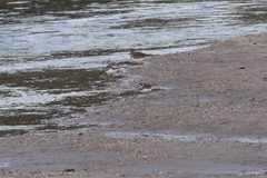 Charadrius vociferus