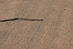 Pseudechis australis