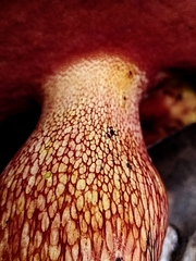 Exsudoporus floridanus