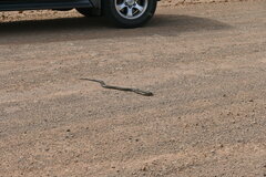 Pseudechis australis