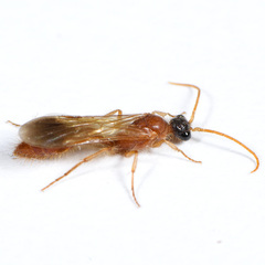 Chyphotes melaniceps