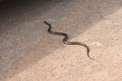 Pseudechis australis