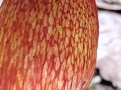 Exsudoporus floridanus