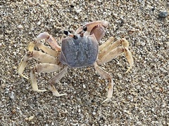 Ocypode occidentalis