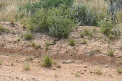 Pseudechis australis