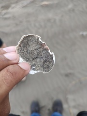 Gecarcinus lateralis