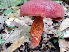 Exsudoporus floridanus