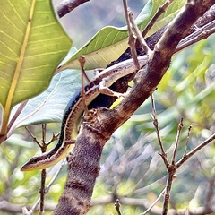 Phasmasaurus tillieri