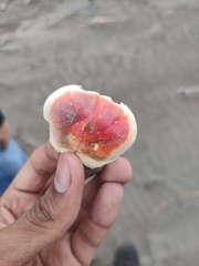 Gecarcinus lateralis