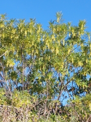 Alvaradoa amorphoides