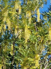 Alvaradoa amorphoides