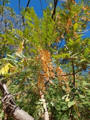 Alvaradoa amorphoides