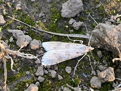 Nomophila distinctalis