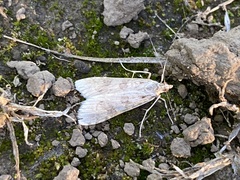 Nomophila distinctalis