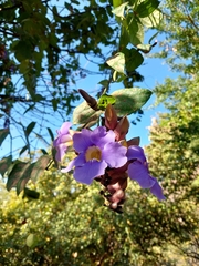 Thunbergia grandiflora