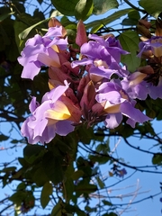 Thunbergia grandiflora