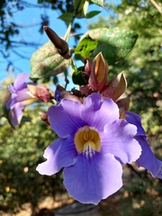 Thunbergia grandiflora
