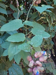 Thunbergia grandiflora