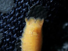 Scutuloidea