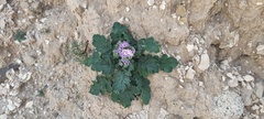Phacelia crenulata minutiflora