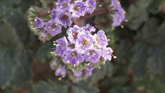 Phacelia crenulata minutiflora