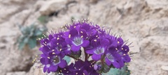 Phacelia crenulata ambigua