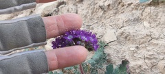 Phacelia crenulata ambigua