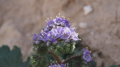 Phacelia crenulata minutiflora