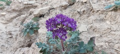 Phacelia crenulata ambigua