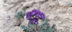 Phacelia crenulata ambigua