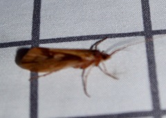 Platycentropus radiatus