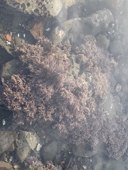 Corallina officinalis