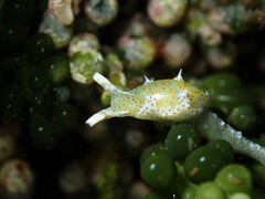Oxynoe viridis