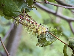 Ormiscodes amphimone