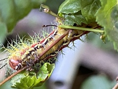 Ormiscodes amphimone