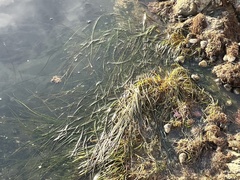 Phyllospadix torreyi