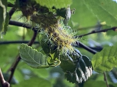 Ormiscodes amphimone