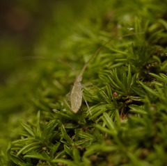 Entomobryoidea