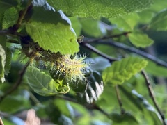 Ormiscodes amphimone