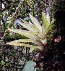 Tillandsia biflora