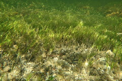 Zostera