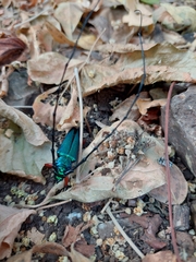 Plinthocoelium chilense