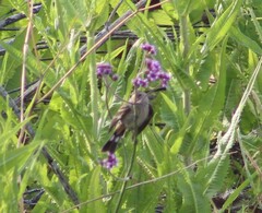 Catamenia analis
