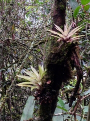 Tillandsia biflora