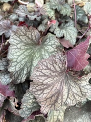 Heuchera rubescens