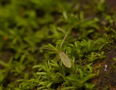 Entomobryoidea