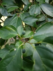 Celtis tetrandra